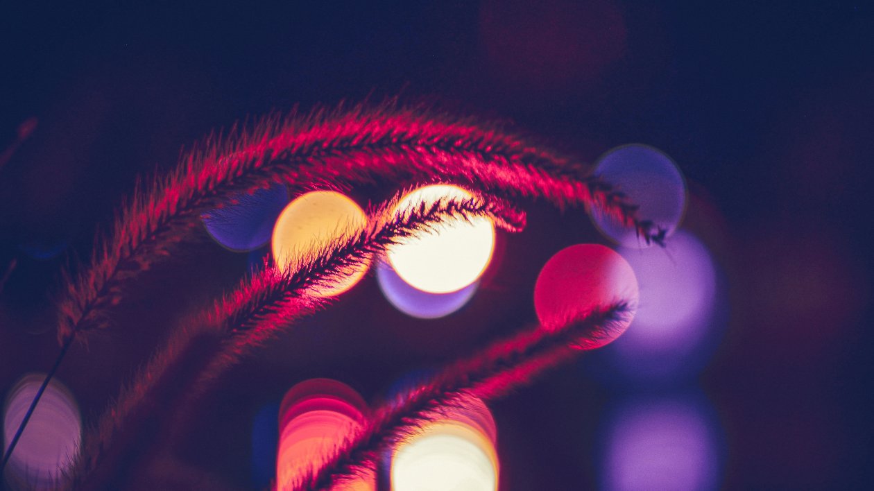 Plant Bokeh Photography 4k