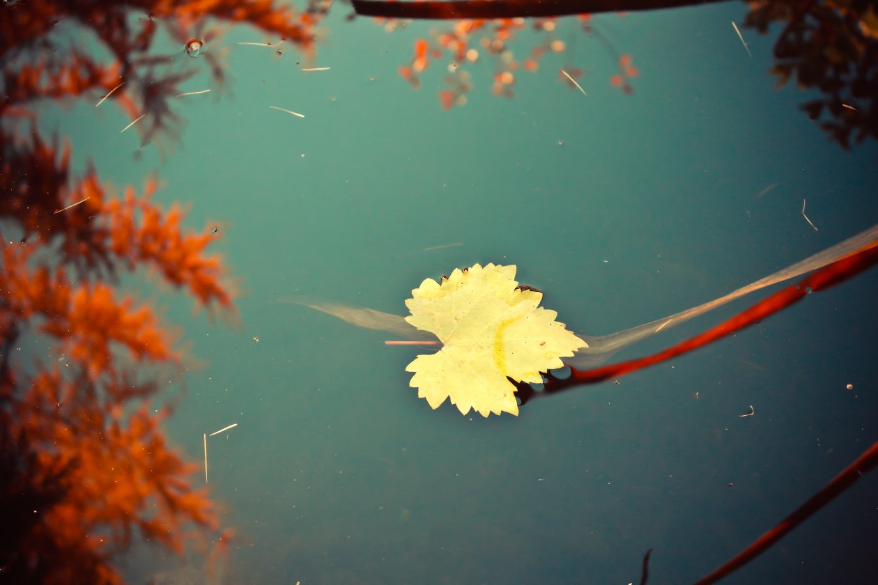 Leaf 4k