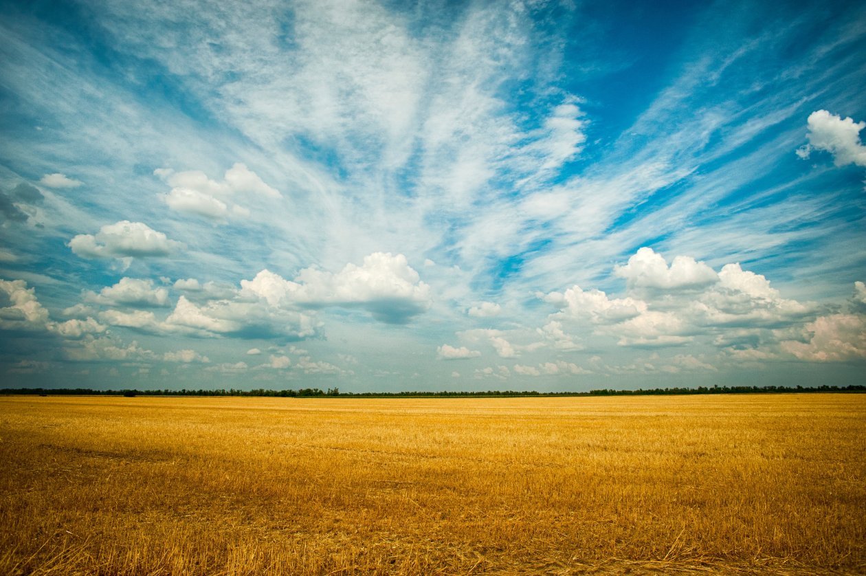 Yellow Grass Field 4k