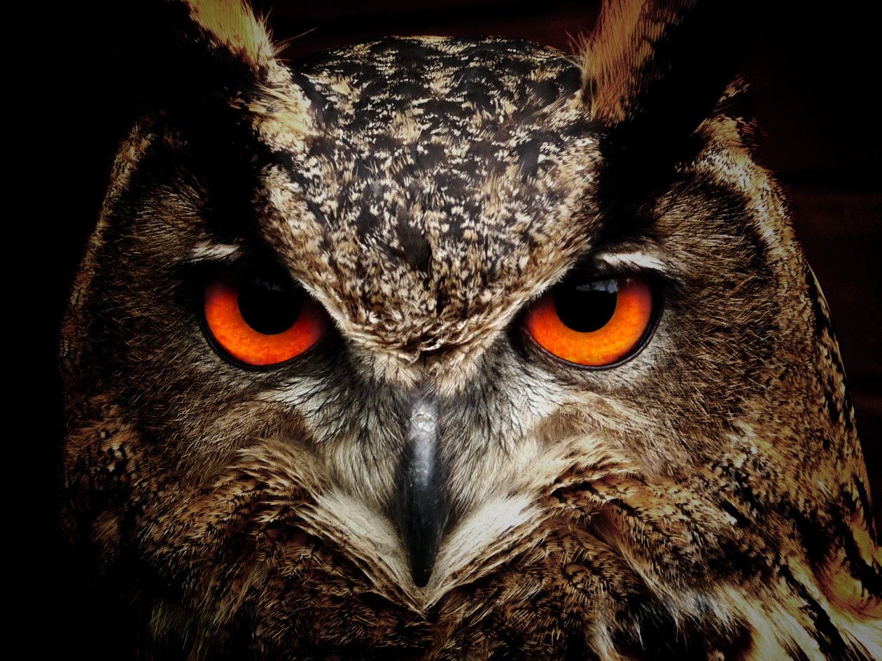 Owl Eagle Eyes