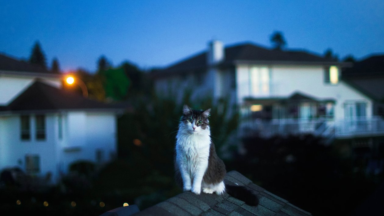 Cat On Roof 5k