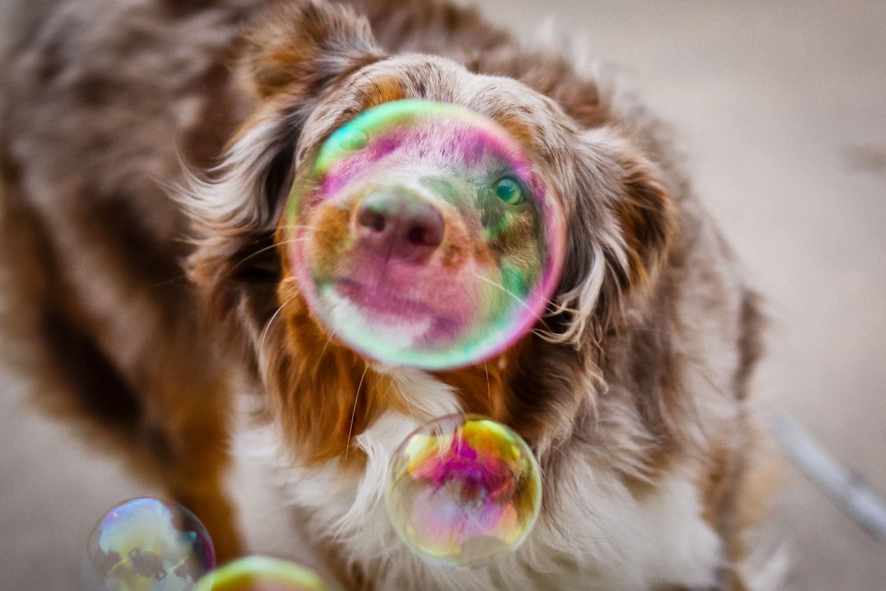 Bubble Dog Photography