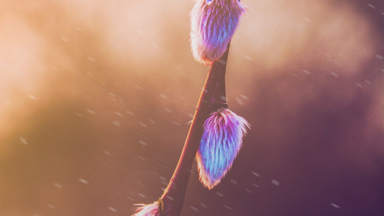 Spring Photography