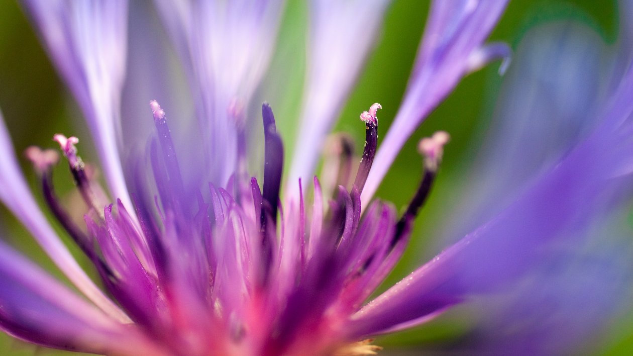Purple Flower