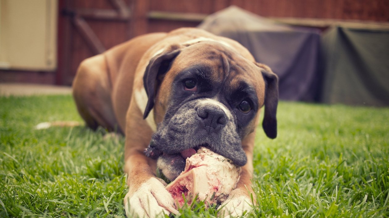 Boxer Dog