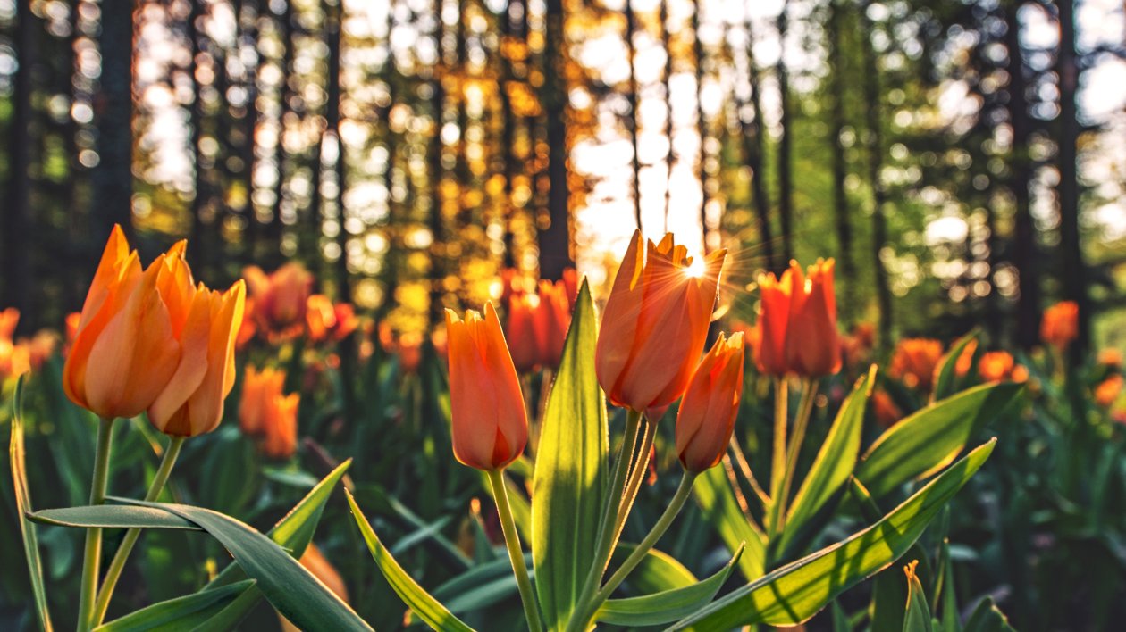 Orange Tulips Hd