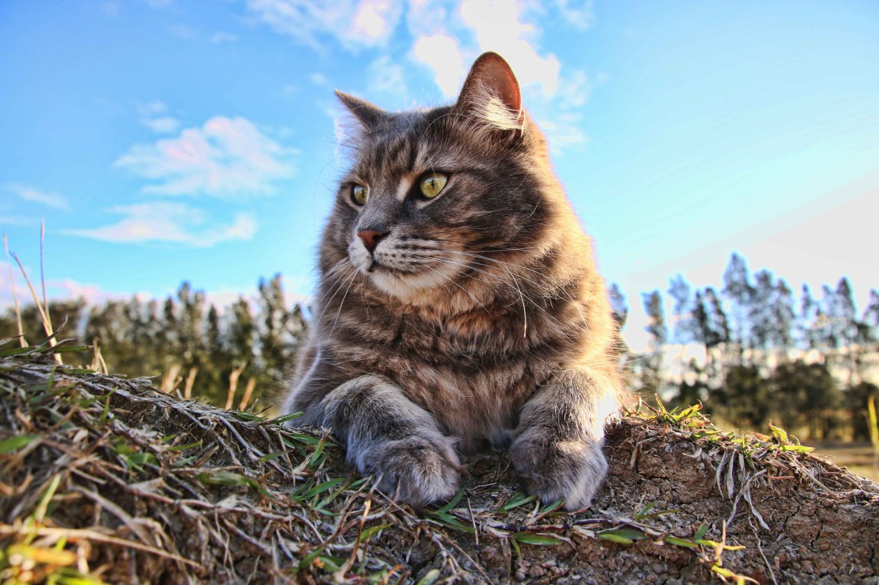 Cat 4k
