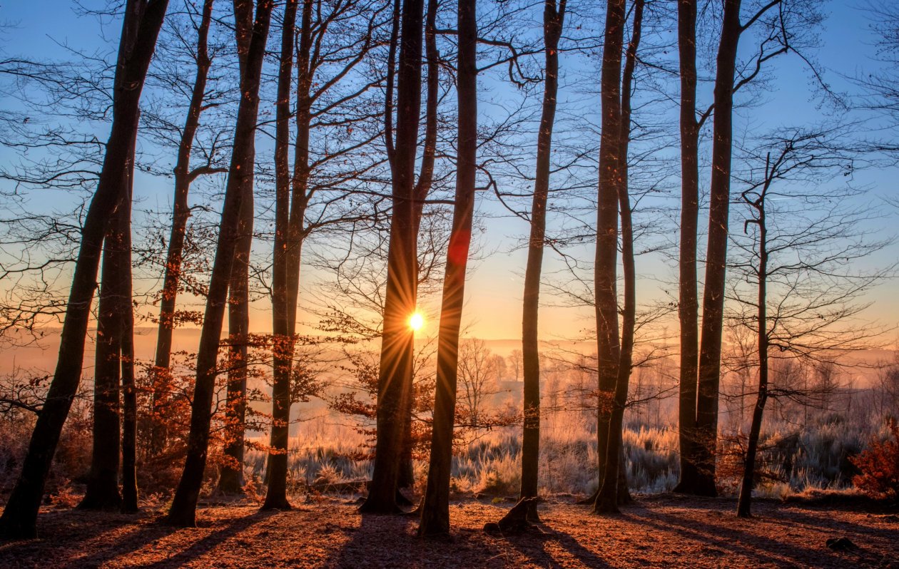 First Sunbeams Of Day Nature Forest Trees