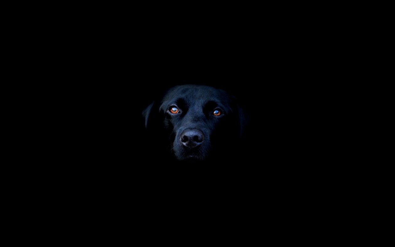 Black Dog