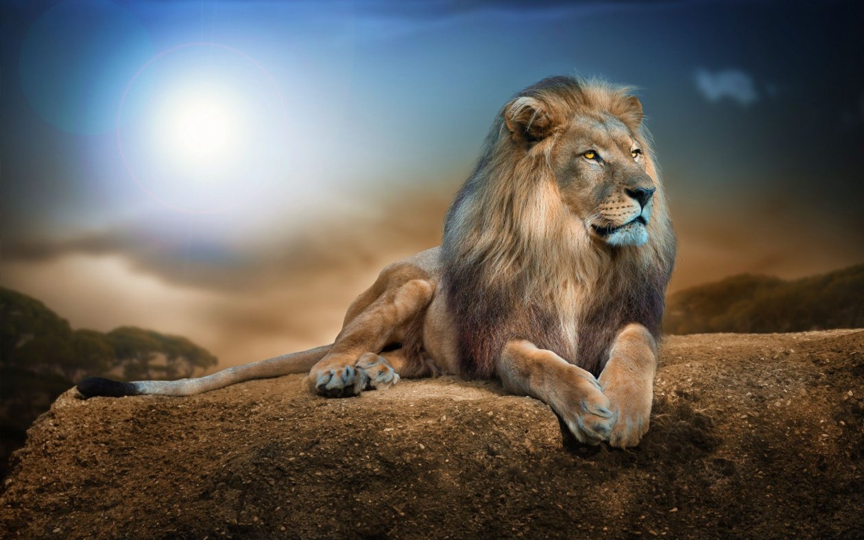 Lion 2