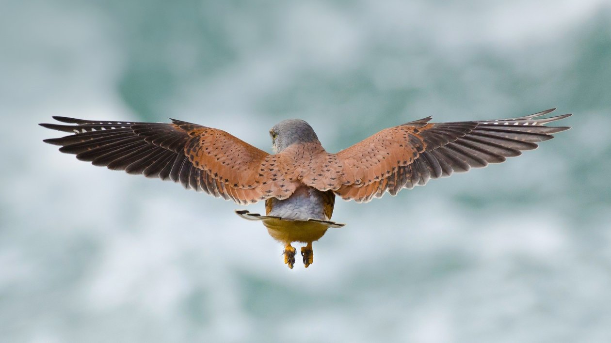Birds Wings