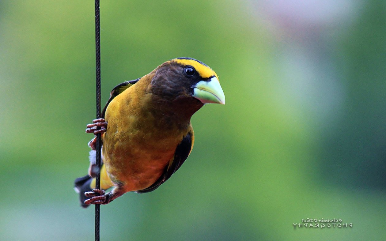 Grosbeak Bird