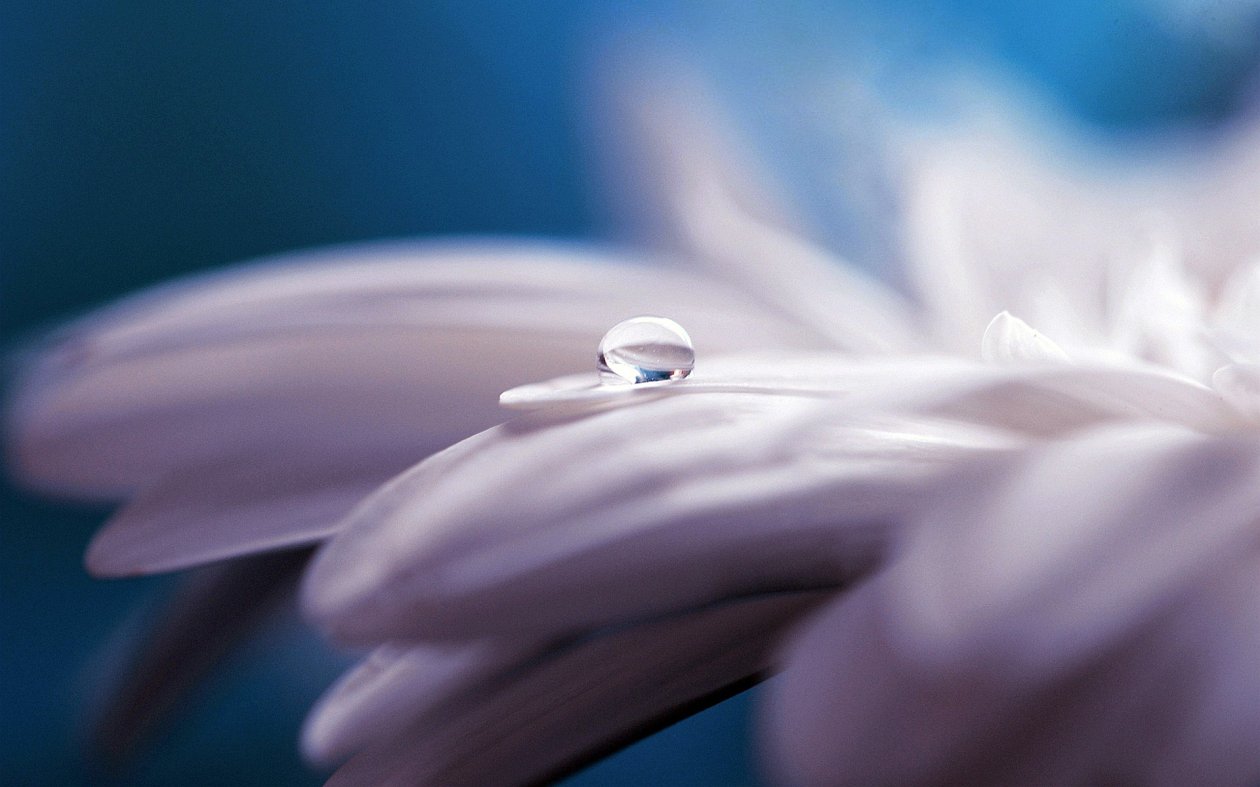 Water Drop Flower
