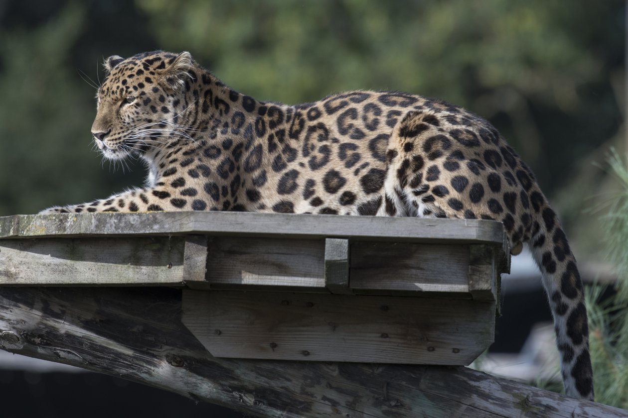 Leopard Animal 4k