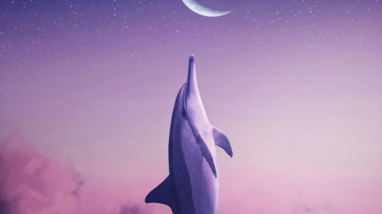Dolphin Touching Moon 4k