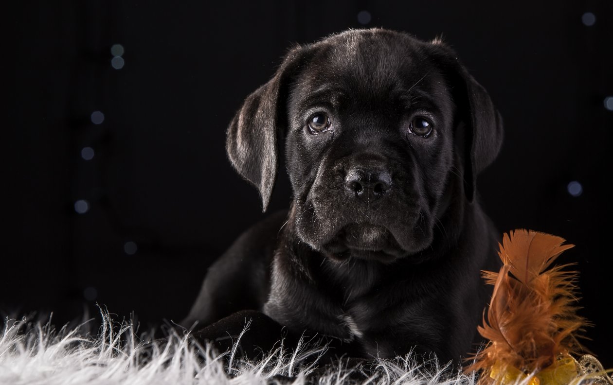 Cane Corso Dog Puppy 4k HD