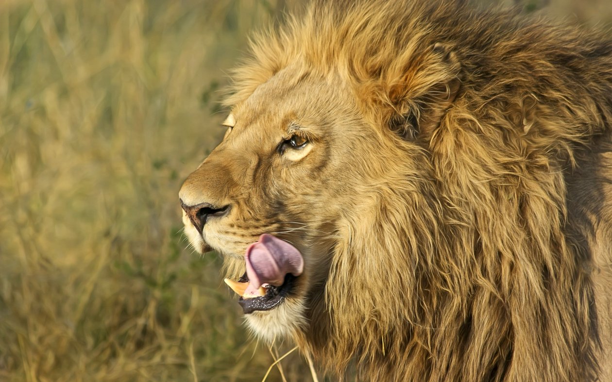 South African Lion