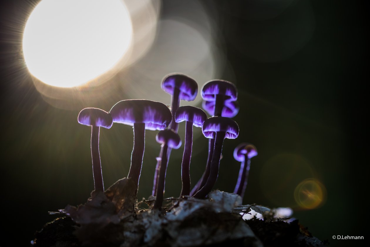 Mushrooms Purple Glowing 5k