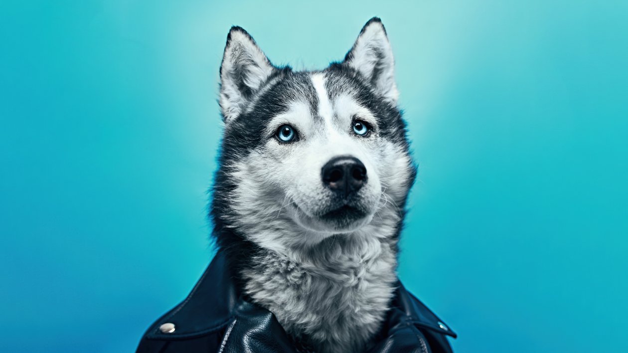 Husky In Leather Suit