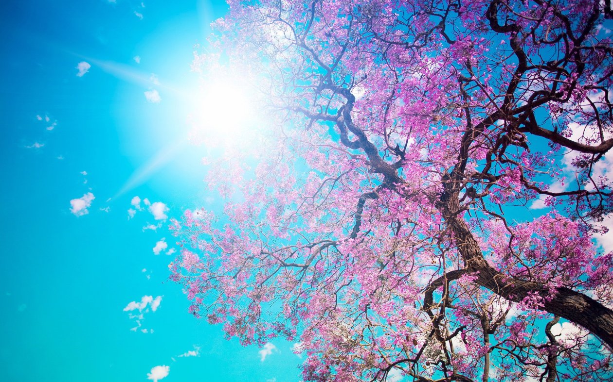 Cherry Blossom Tree