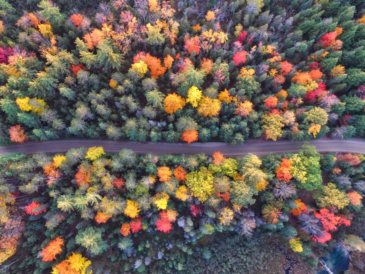 Autumn Path Of Forest Drone View
