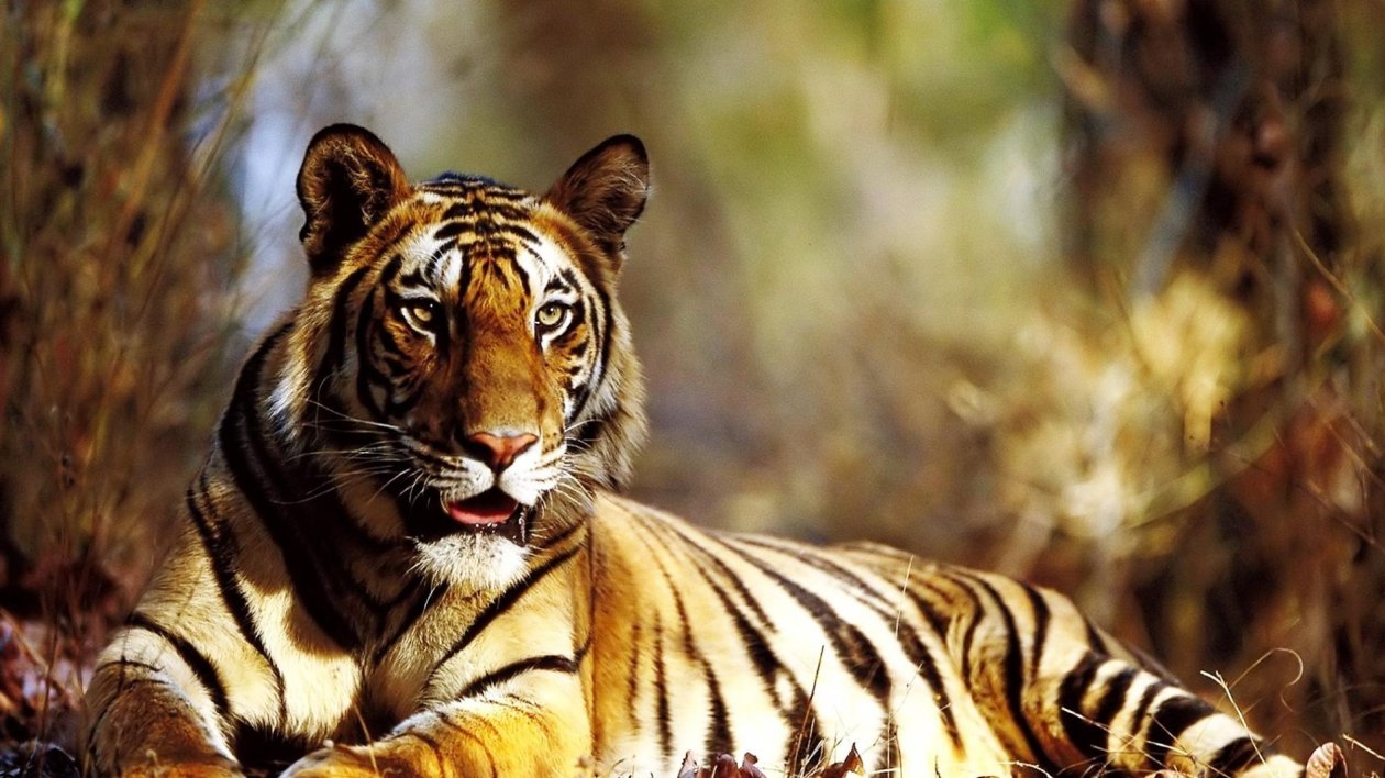 Tiger Autumn