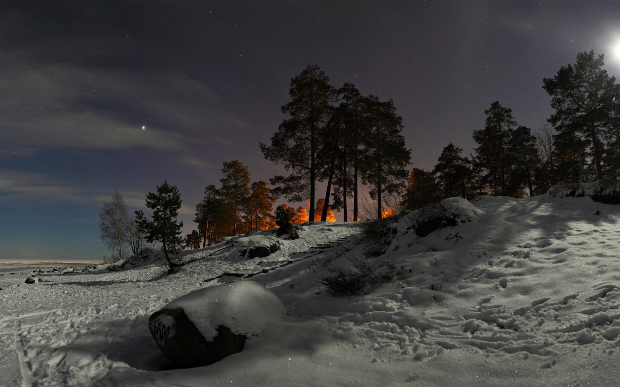 Snow Trees Photography