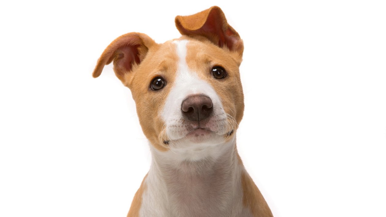 Jack Russell Terrier
