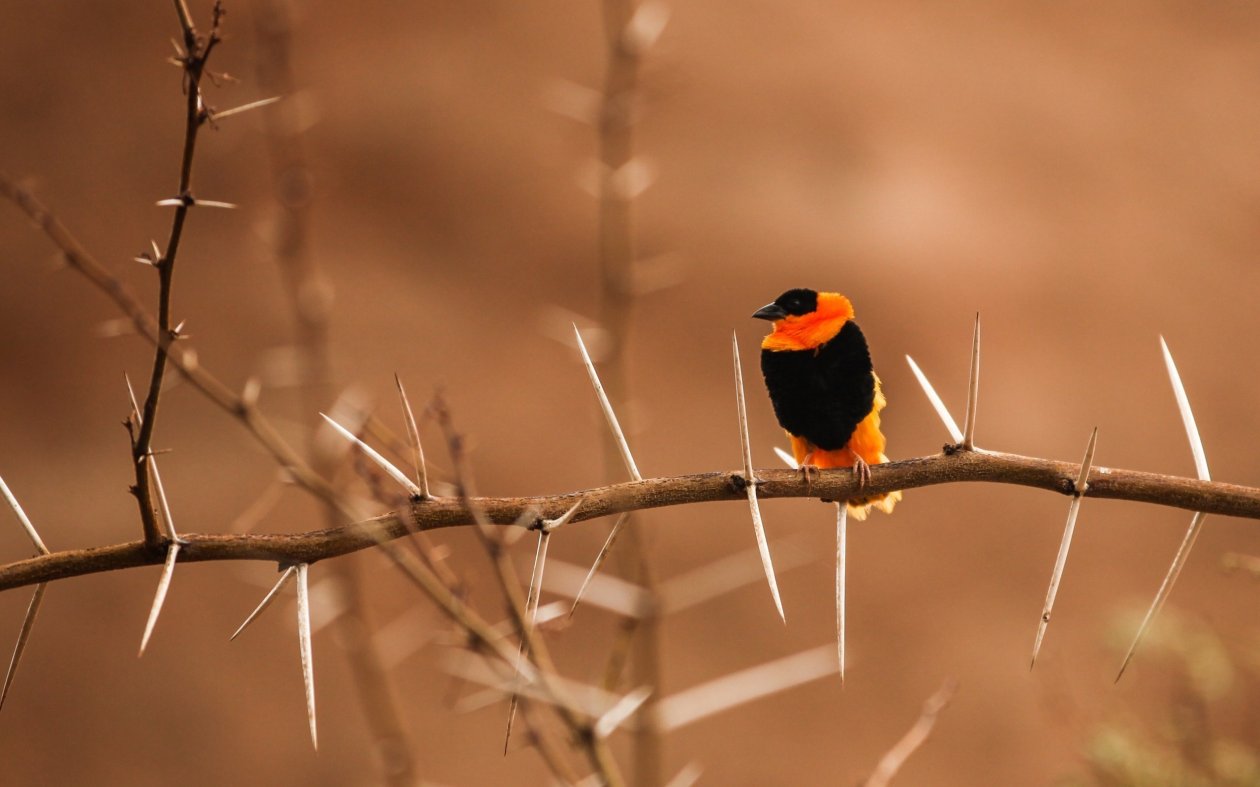 Bird Photography