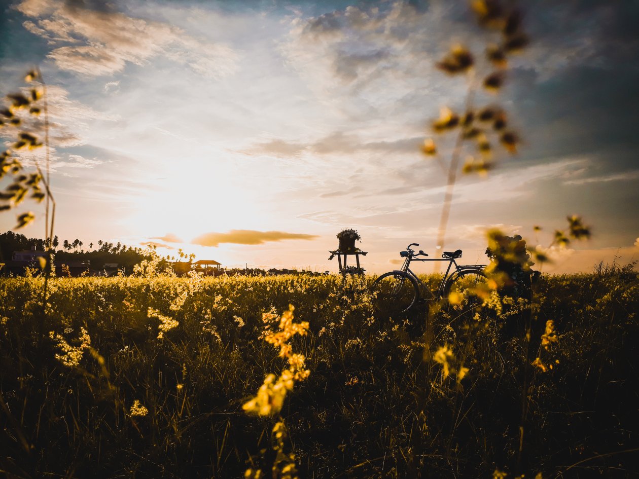 Bicycle In Field