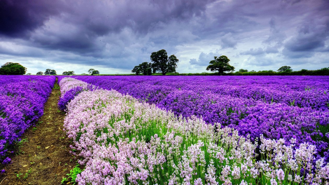 Field Flowers