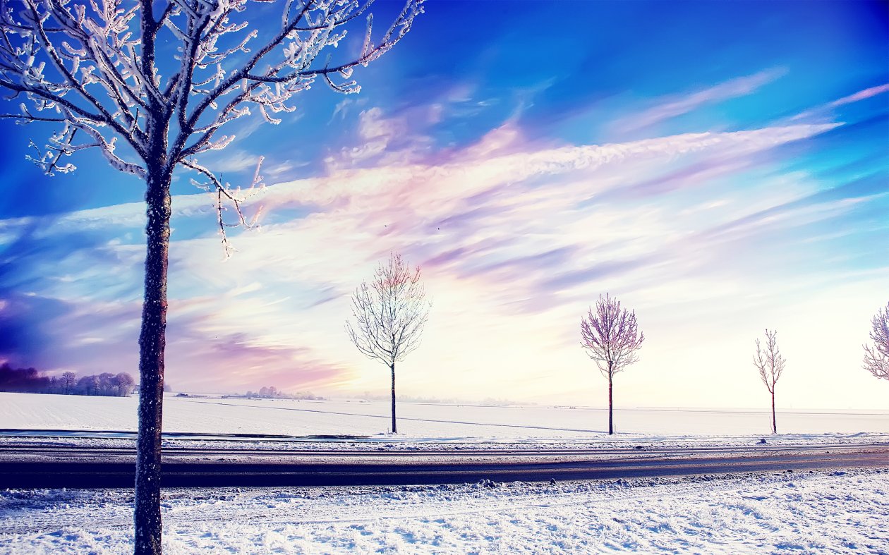Snow Winter Trees