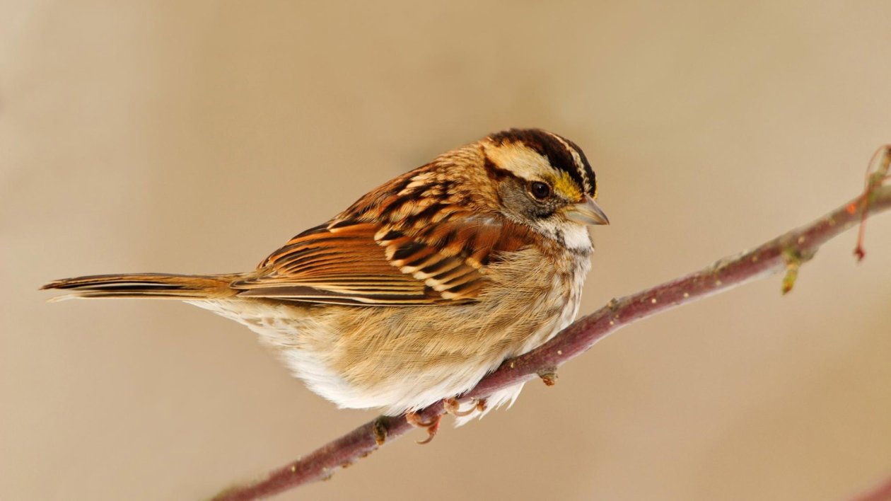 Sparrow