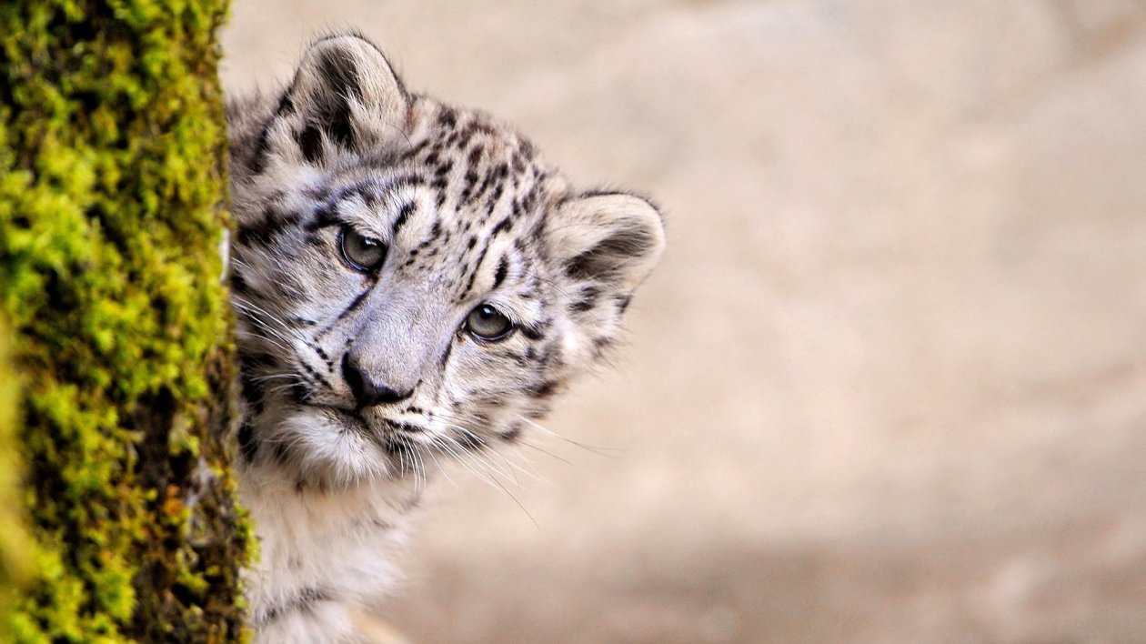 Snow Leopard Young