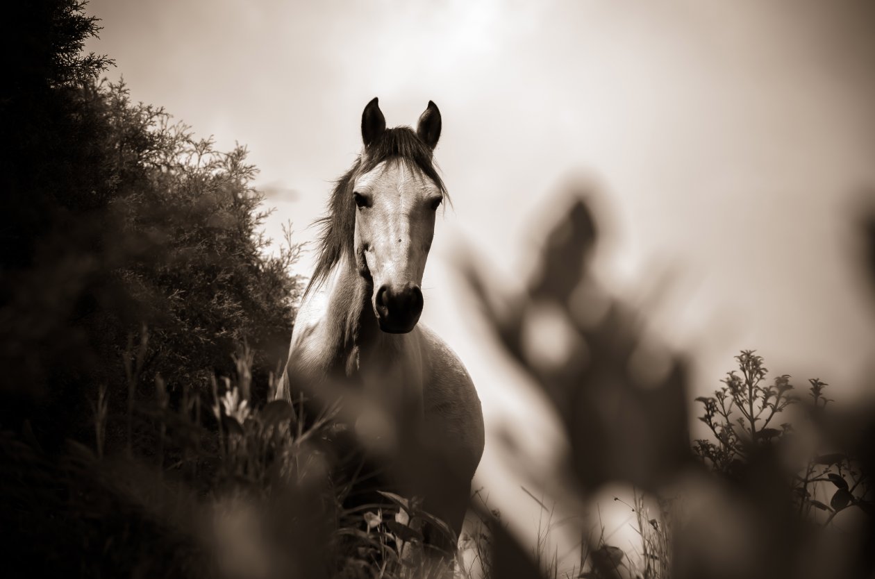 Horse Grayscale