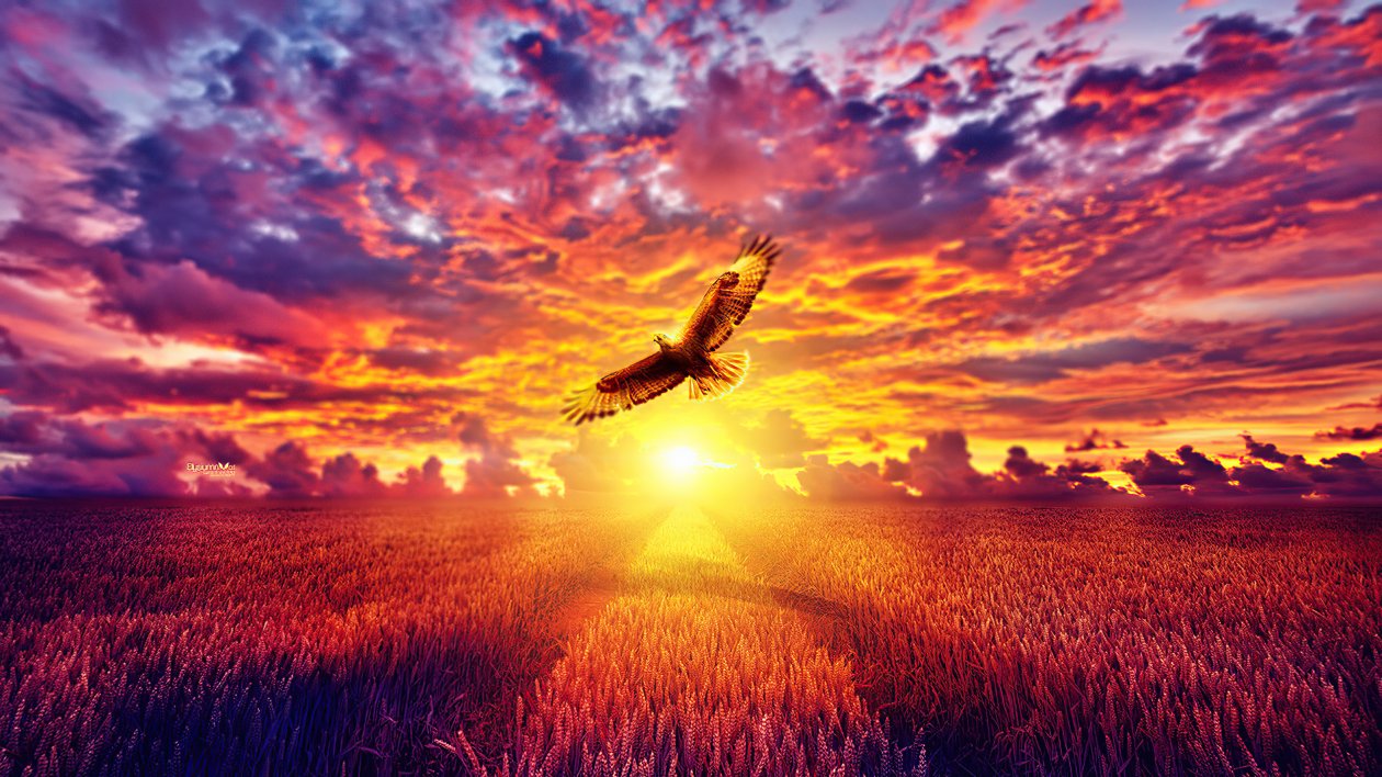 Flaming Eagle Golden Hours 4k