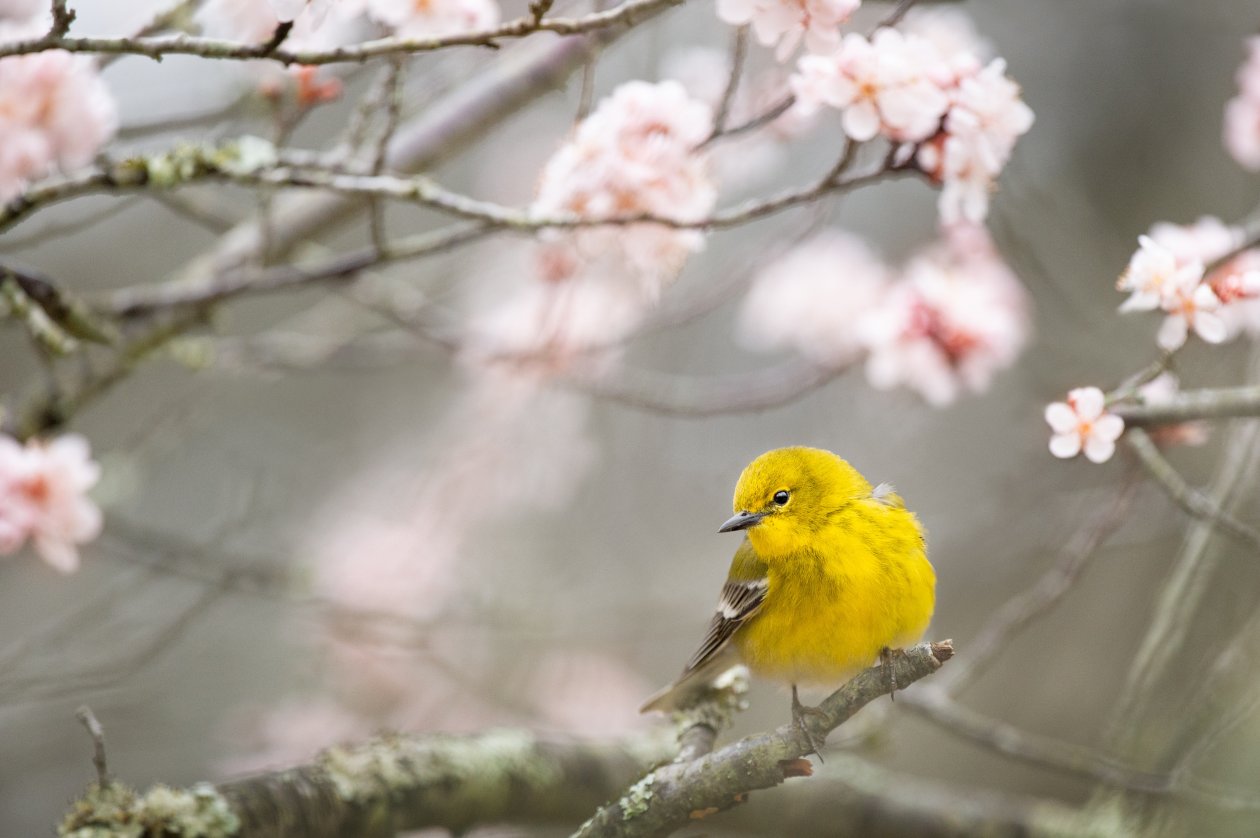 Pine Warbler