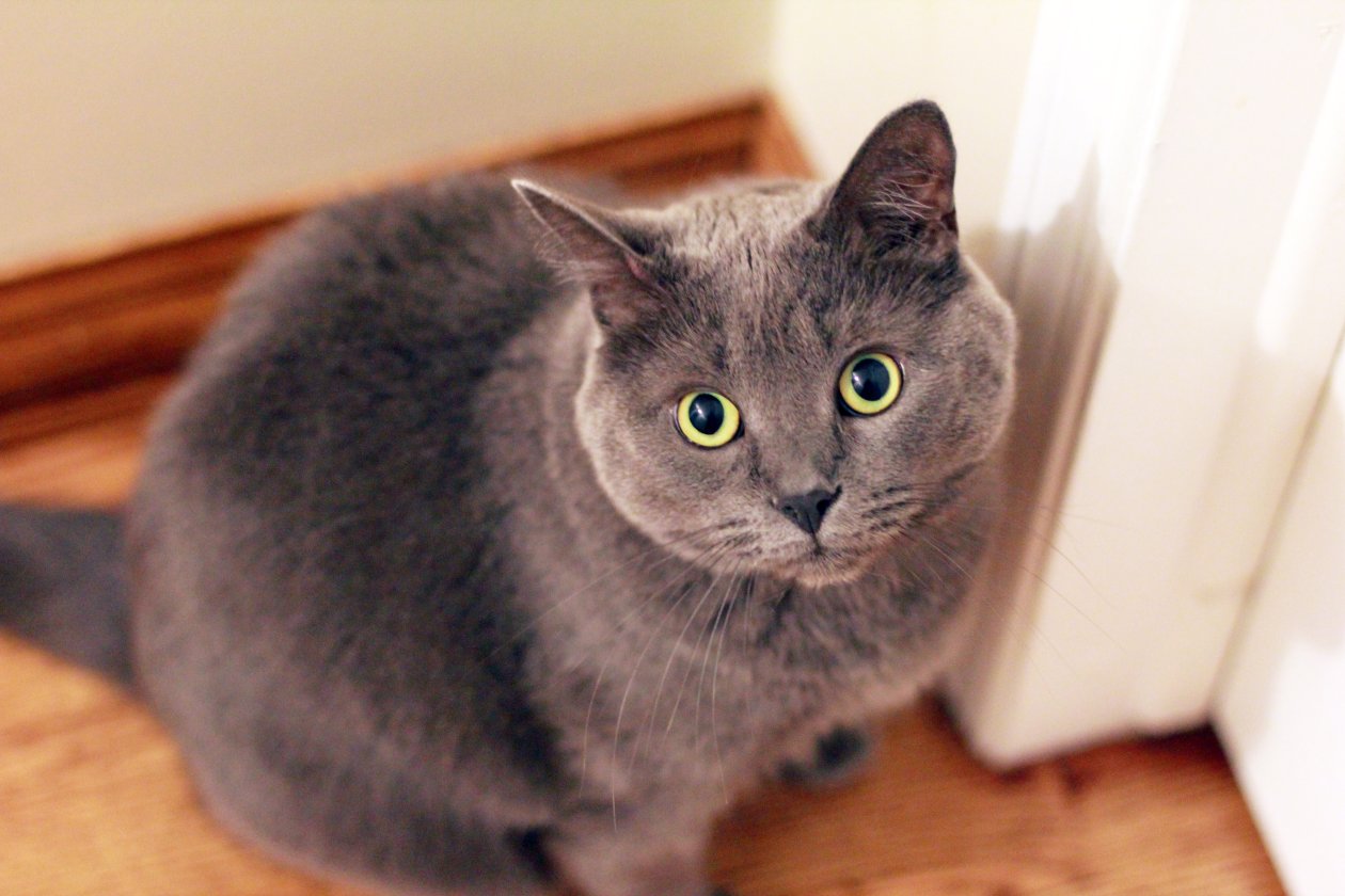 Cat Face