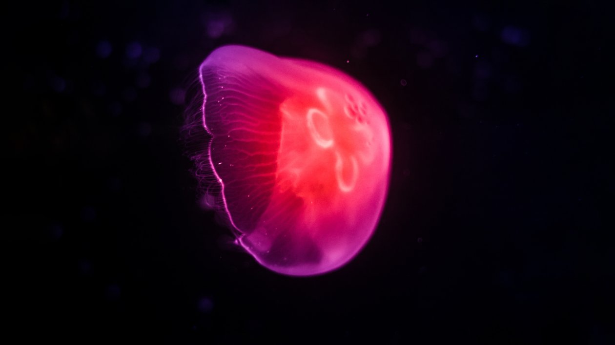 Pink Jellyfish Dark 8k