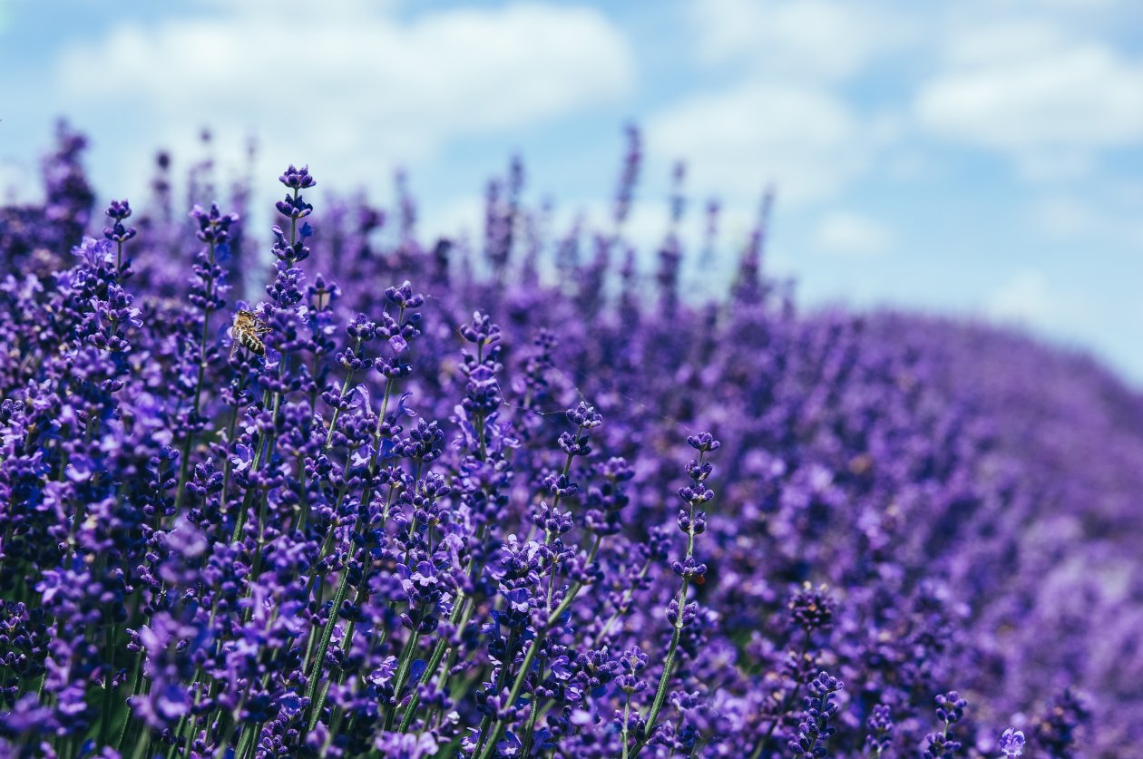 Lavender 5k