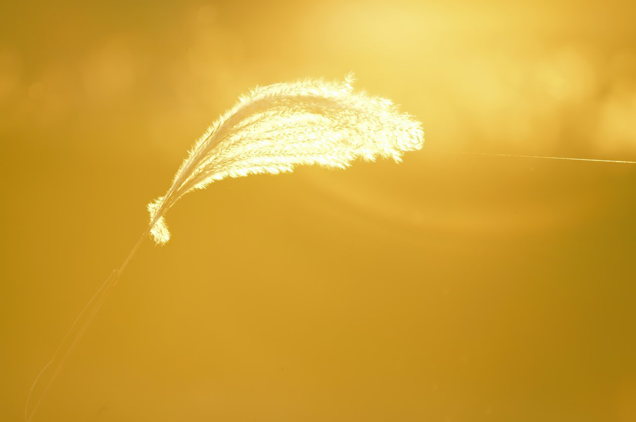 Light Of Fall Spider Thread