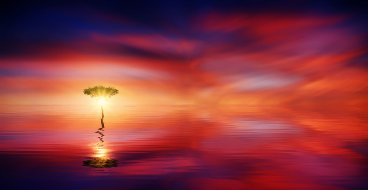 Sunset Ocean Tree Sun Light