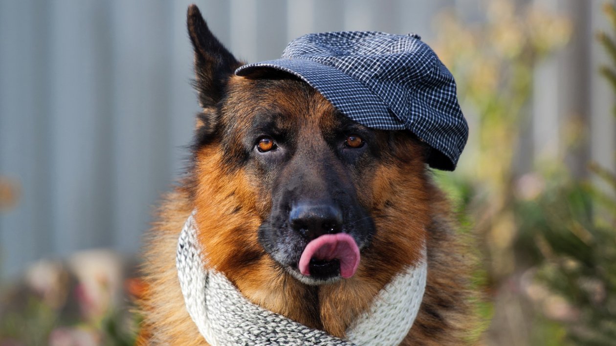 German Shepherd 3