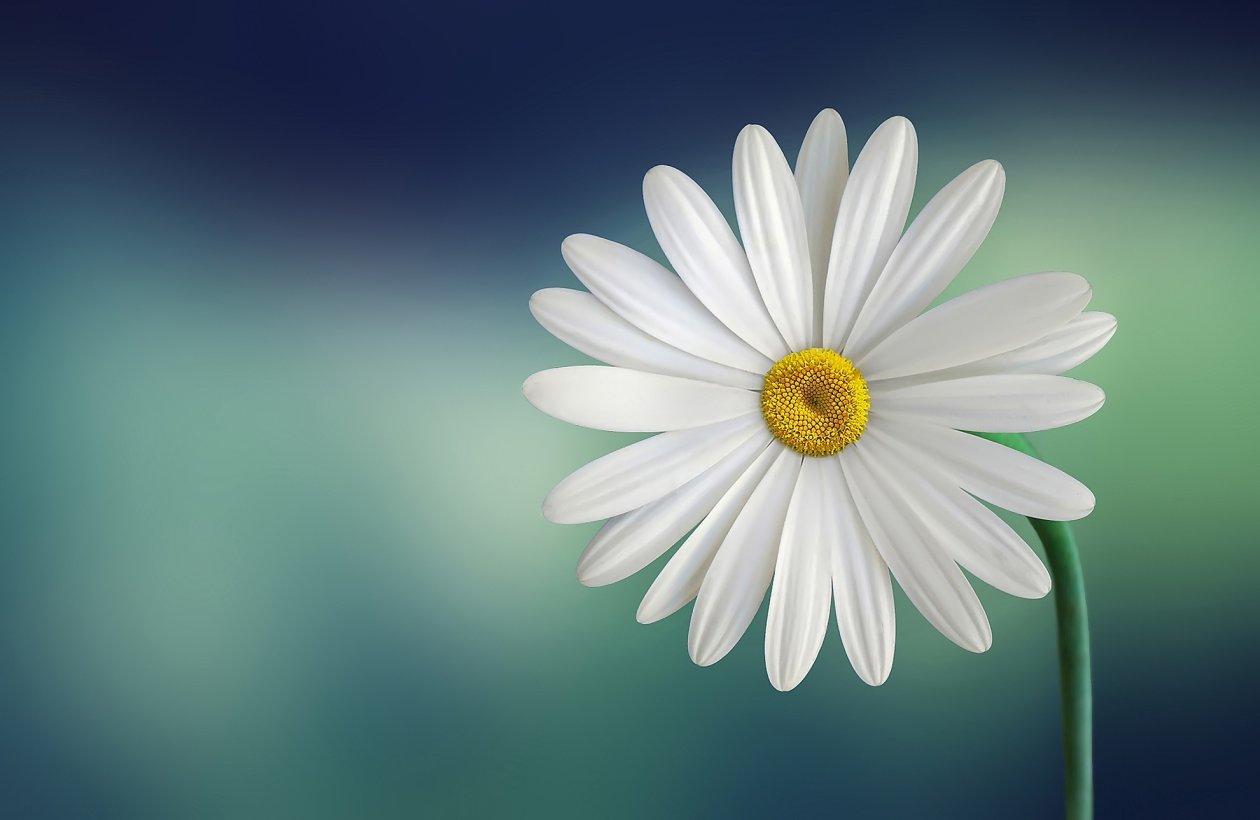 Fond d'écran Daisy
