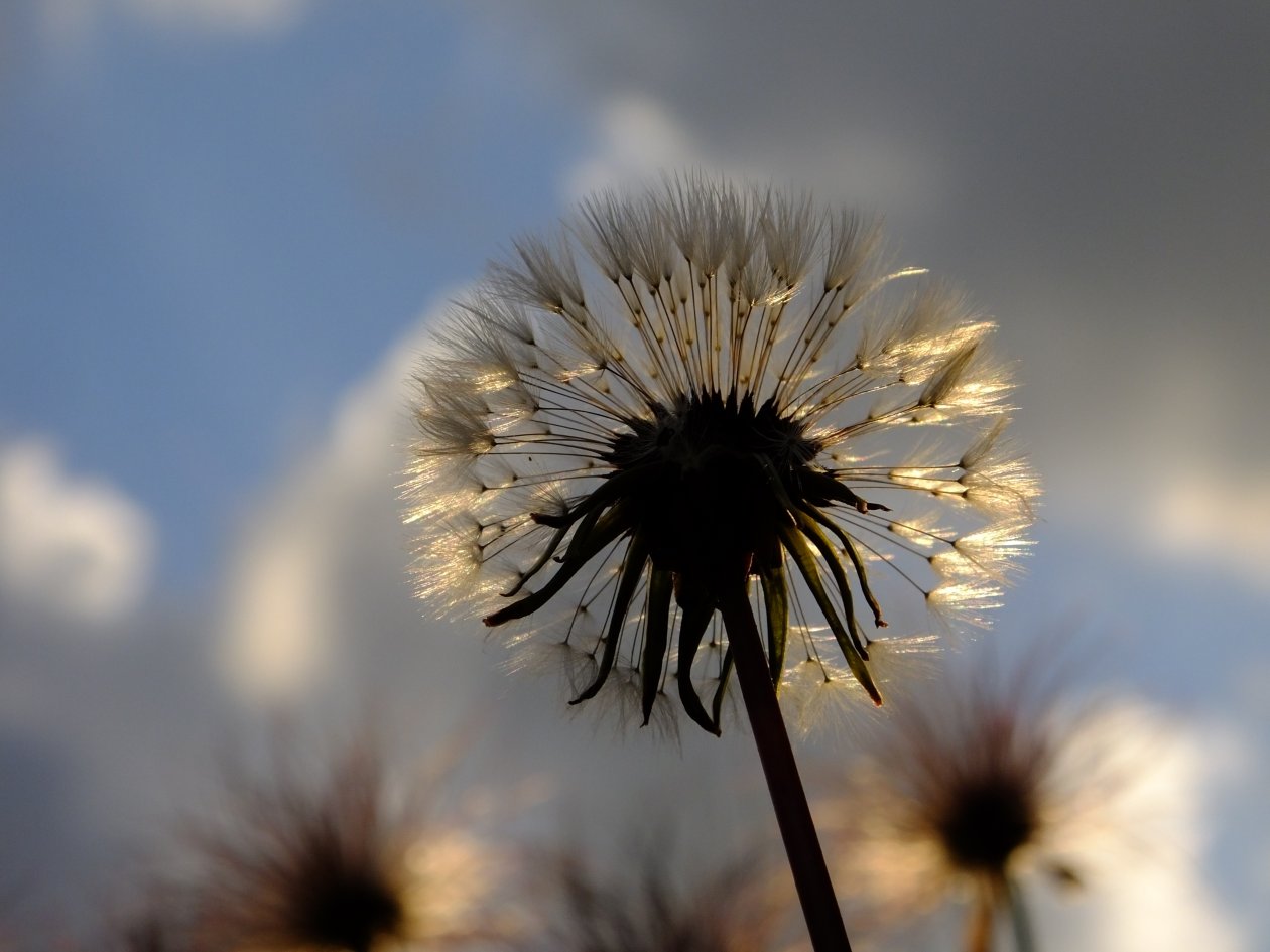 Dandelion Plant