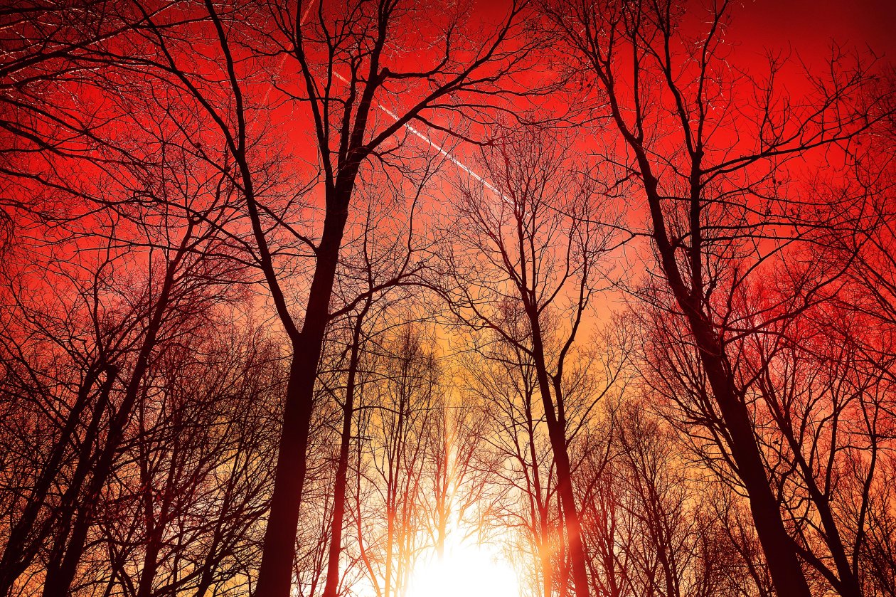 Trees Silhouette Sky 4k