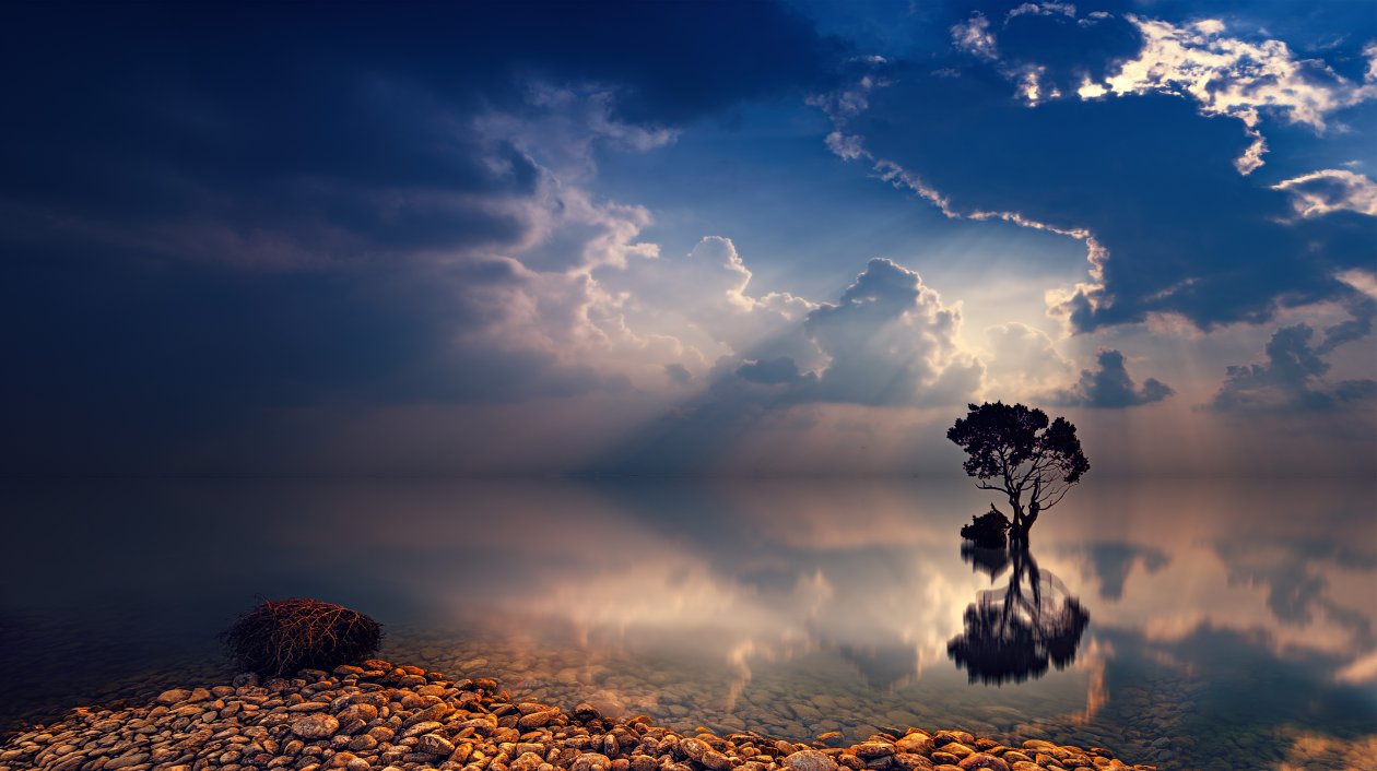 Lonely Tree Sunbeams
