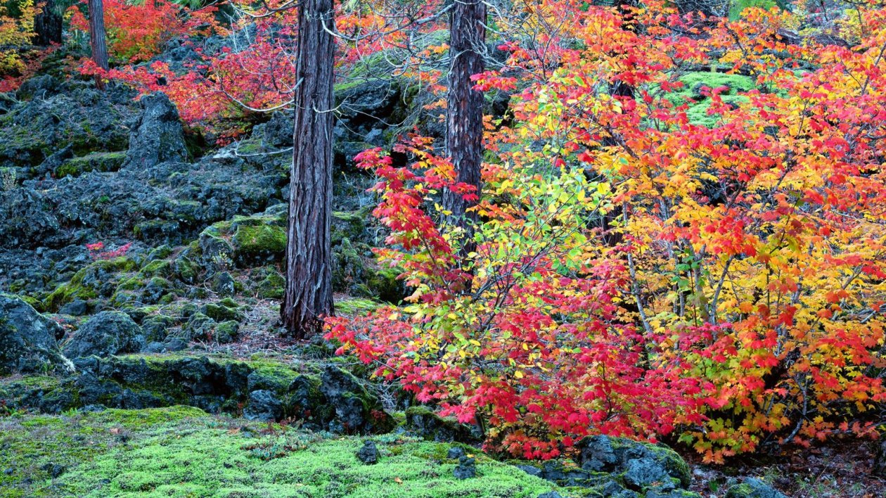 Autumn Season Grass