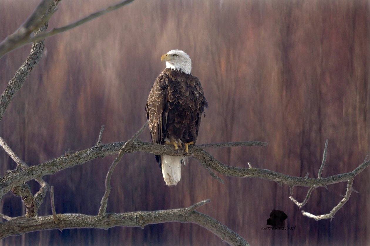 Bald Eagle Sitting On Branch 5k