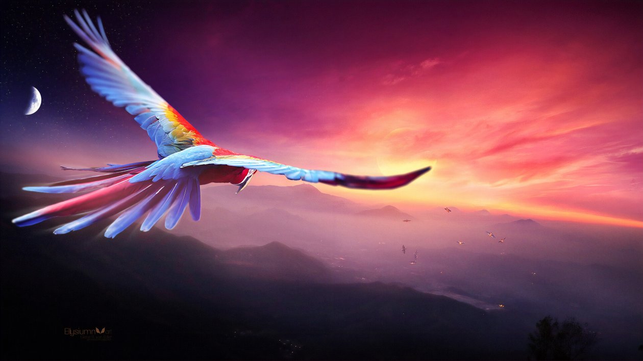 Macaw Flight Digital Art 4k